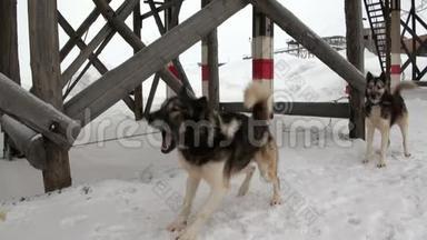 雪橇狗队马拉穆特哈士奇爱斯基摩人休息在金字塔北极。